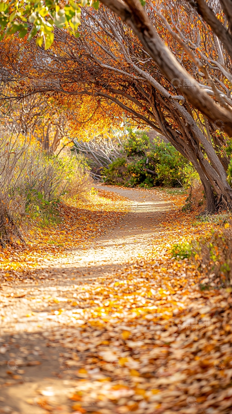 高清大图下载【趣麦麦图】秋日林间小径