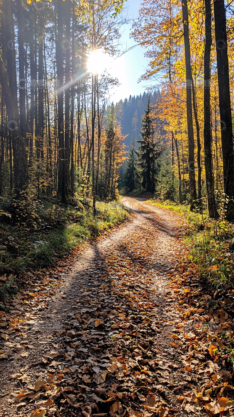 高清大图下载【趣麦麦图】秋日森林小径104