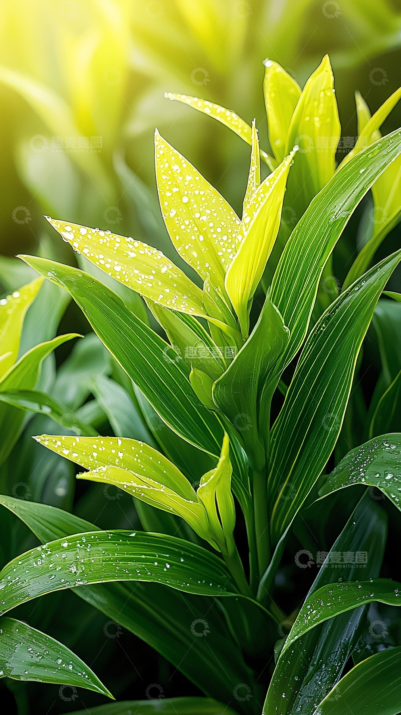高清大图下载【趣麦麦图】清新雨后绿色植物