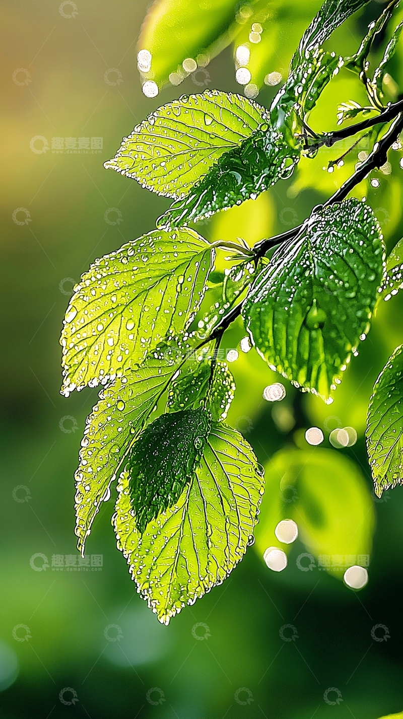 高清大图下载【趣麦麦图】雨后清新绿叶自然风光