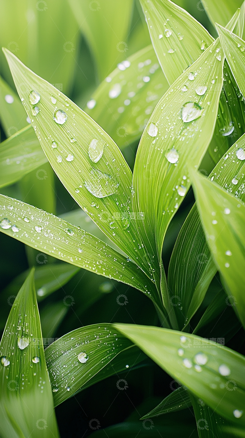 高清大图下载【趣麦麦图】雨后清新绿叶水珠自然风景