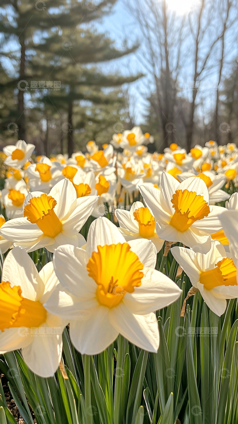 高清大图下载【趣麦麦图】春日阳光下的水仙花