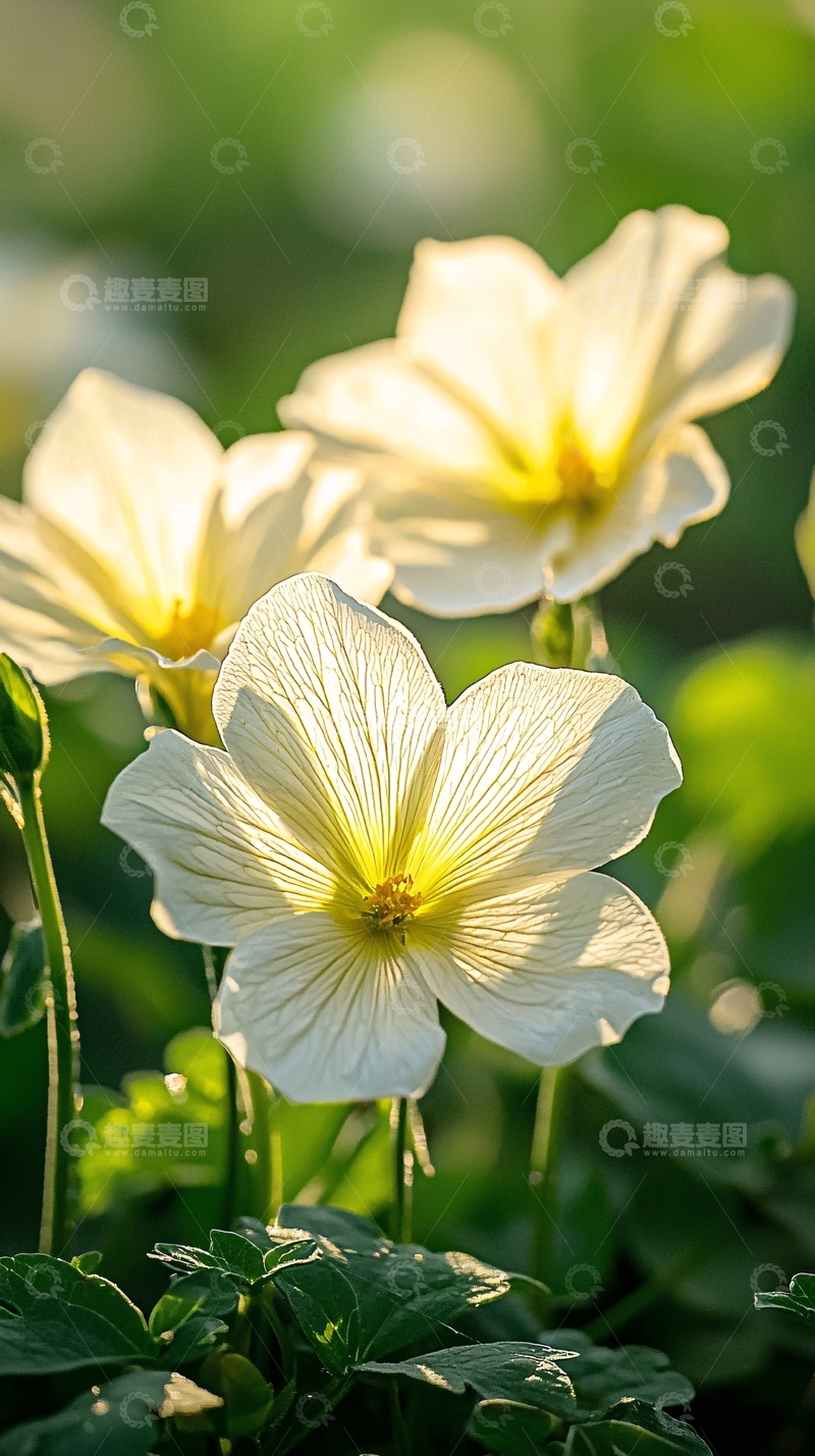 高清大图下载【趣麦麦图】阳光下的白色花朵