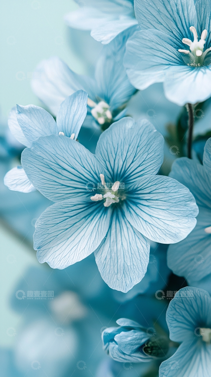 高清大图下载【趣麦麦图】蓝色花朵特写背景图