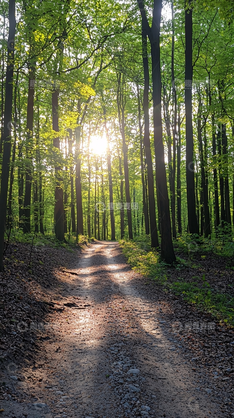 高清大图下载【趣麦麦图】森林小径阳光穿透
