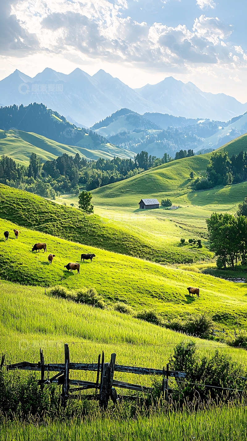 高清大图下载【趣麦麦图】山间牧场牛群悠闲