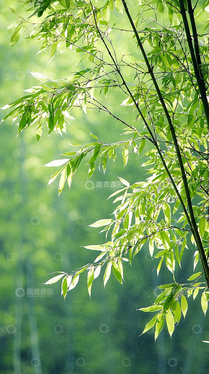 高清大图下载【趣麦麦图】翠绿竹林自然风光