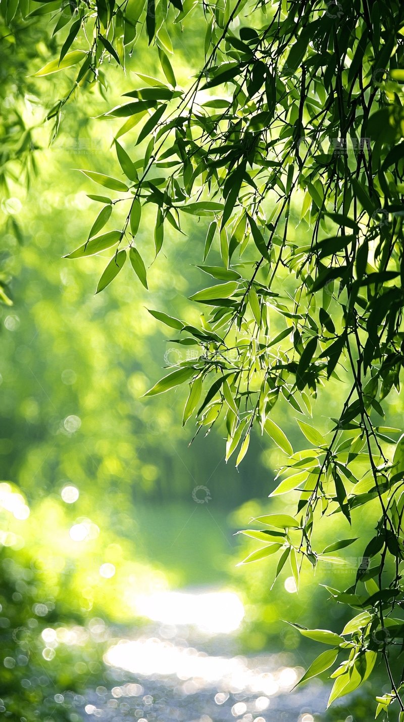 高清大图下载【趣麦麦图】夏日阳光下的绿叶与流水