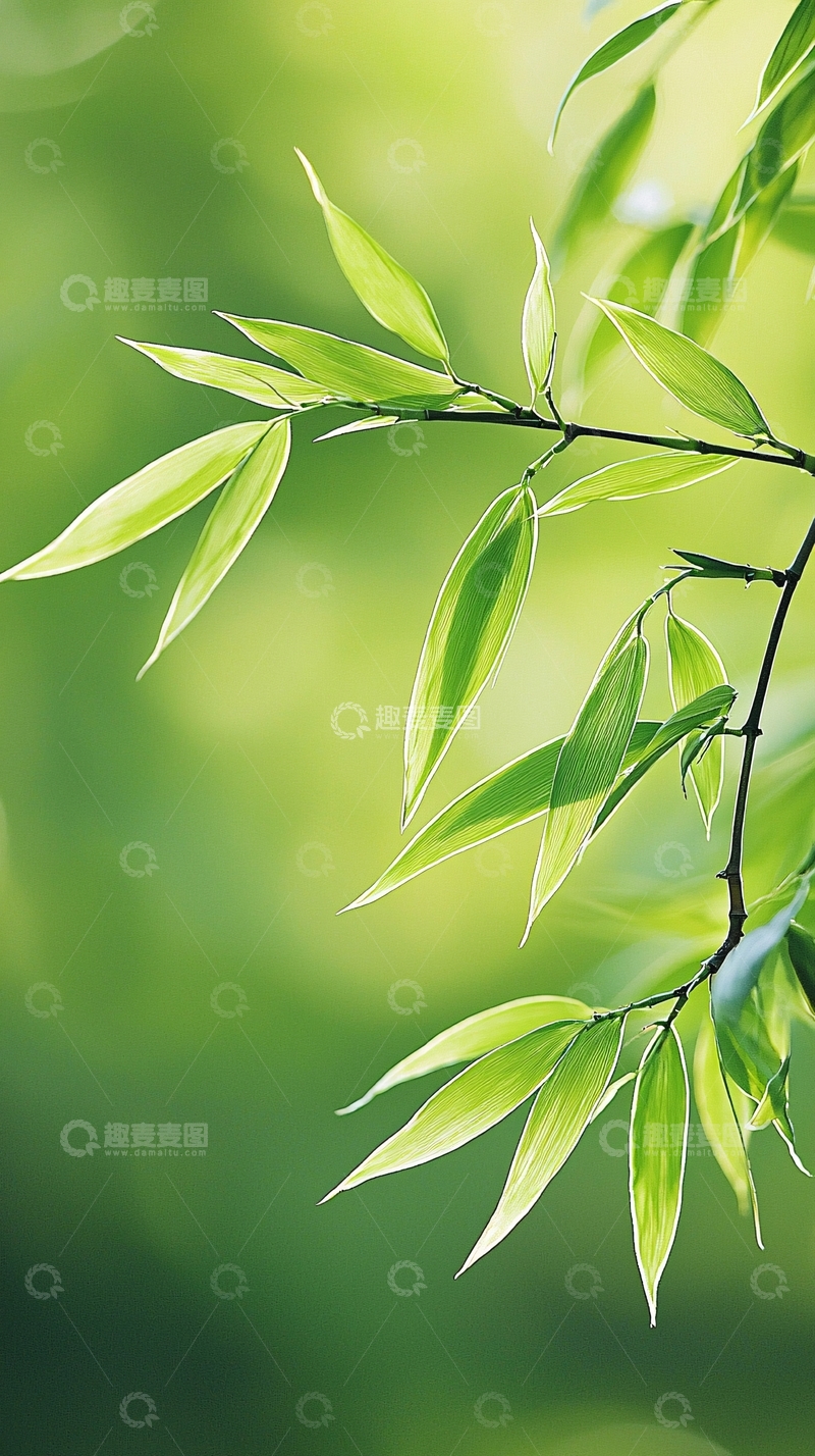 高清大图下载【趣麦麦图】清新竹叶自然背景