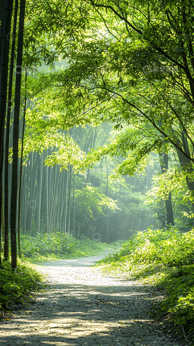 高清大图下载【趣麦麦图】竹林小径阳光明媚