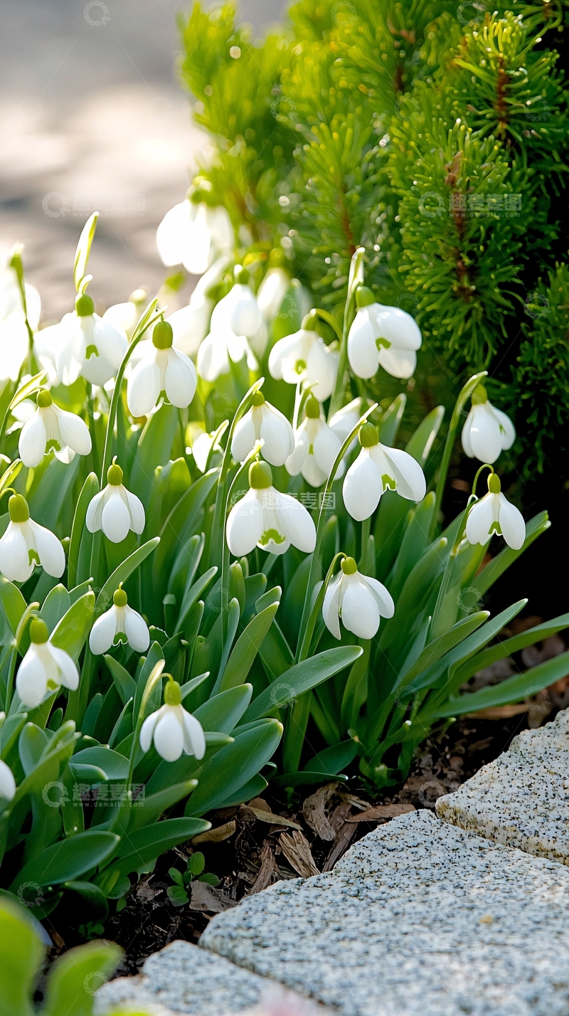 高清大图下载【趣麦麦图】雪滴花盛开的春天景色