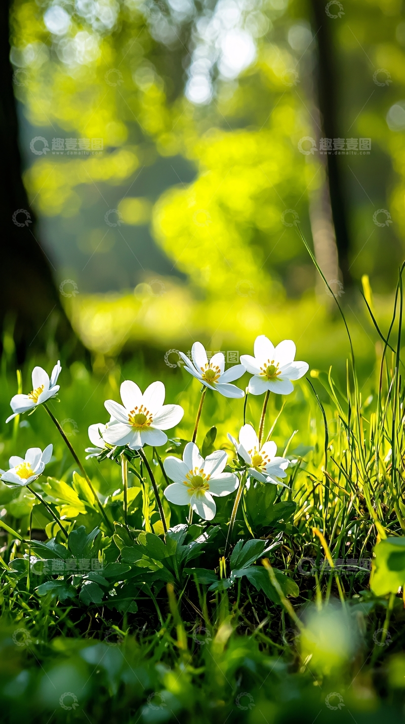高清大图下载【趣麦麦图】春日阳光下的白色花朵