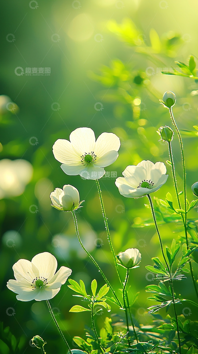 高清大图下载【趣麦麦图】阳光下的白色花朵