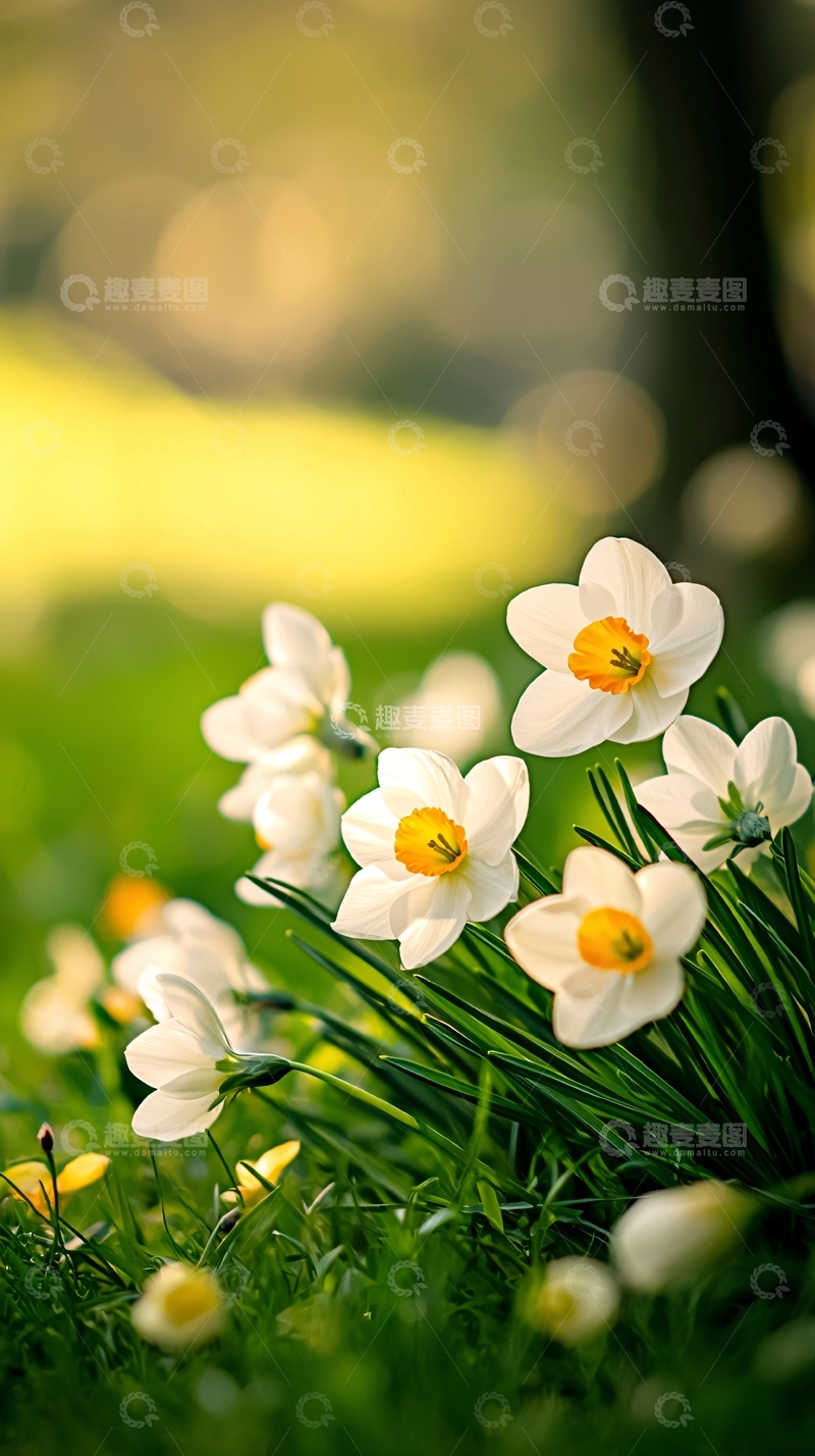 高清大图下载【趣麦麦图】春日阳光下的白色花朵