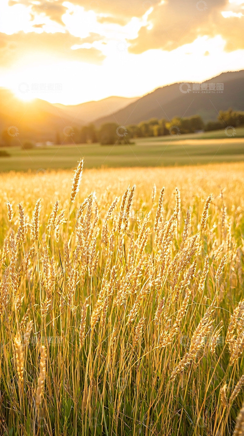 高清大图下载【趣麦麦图】夕阳下的麦田风景