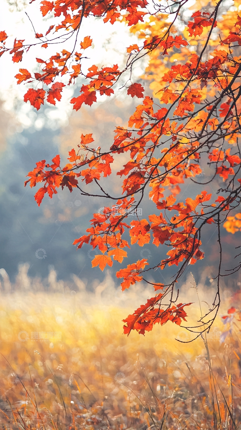 高清大图下载【趣麦麦图】秋日红叶自然风光