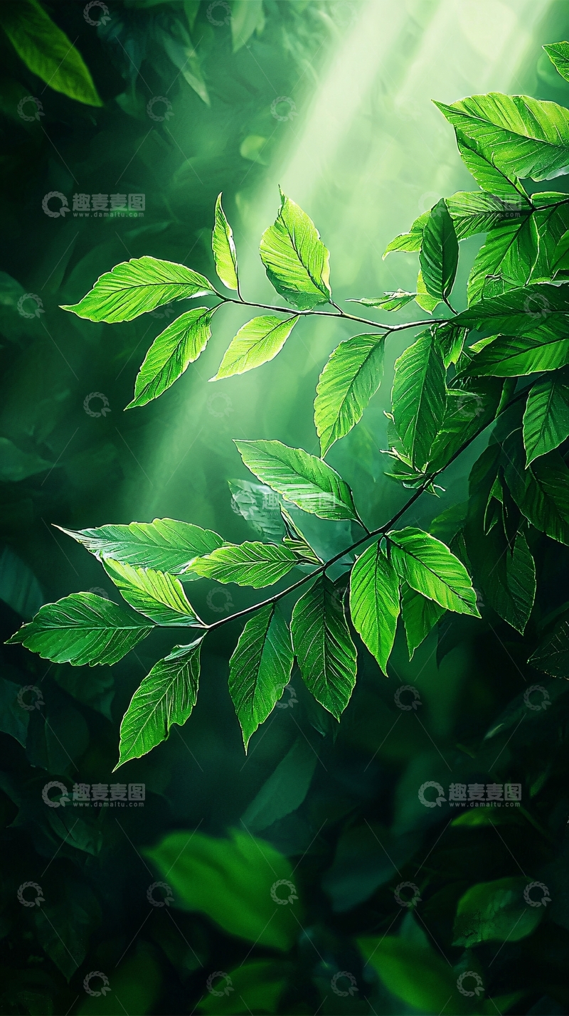高清大图下载【趣麦麦图】阳光穿透树叶自然风光