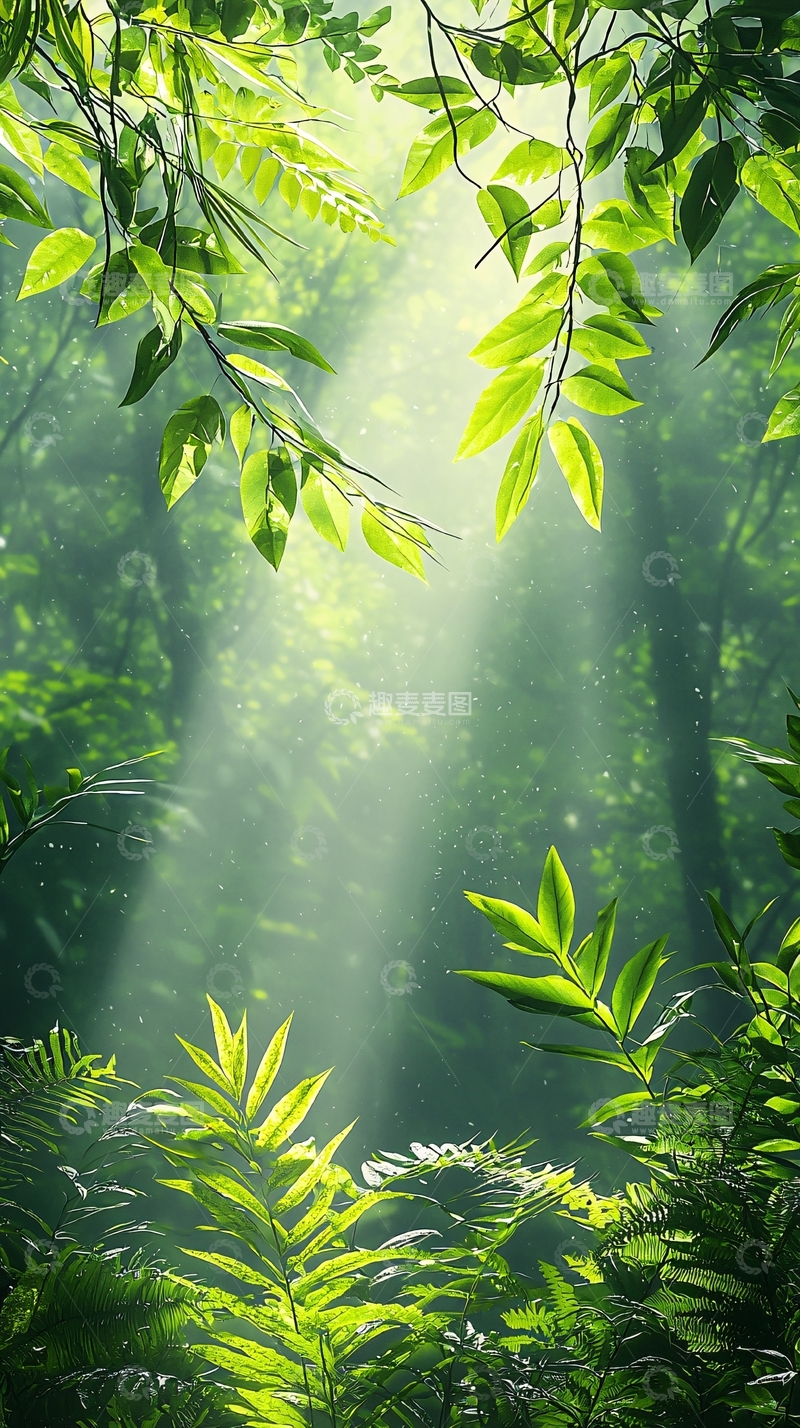 高清大图下载【趣麦麦图】阳光穿透森林树叶