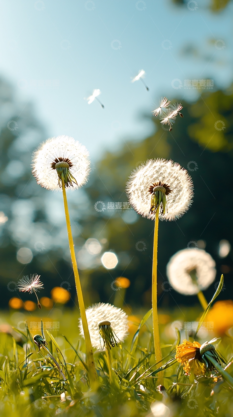 高清大图下载【趣麦麦图】蒲公英与飞舞的种子