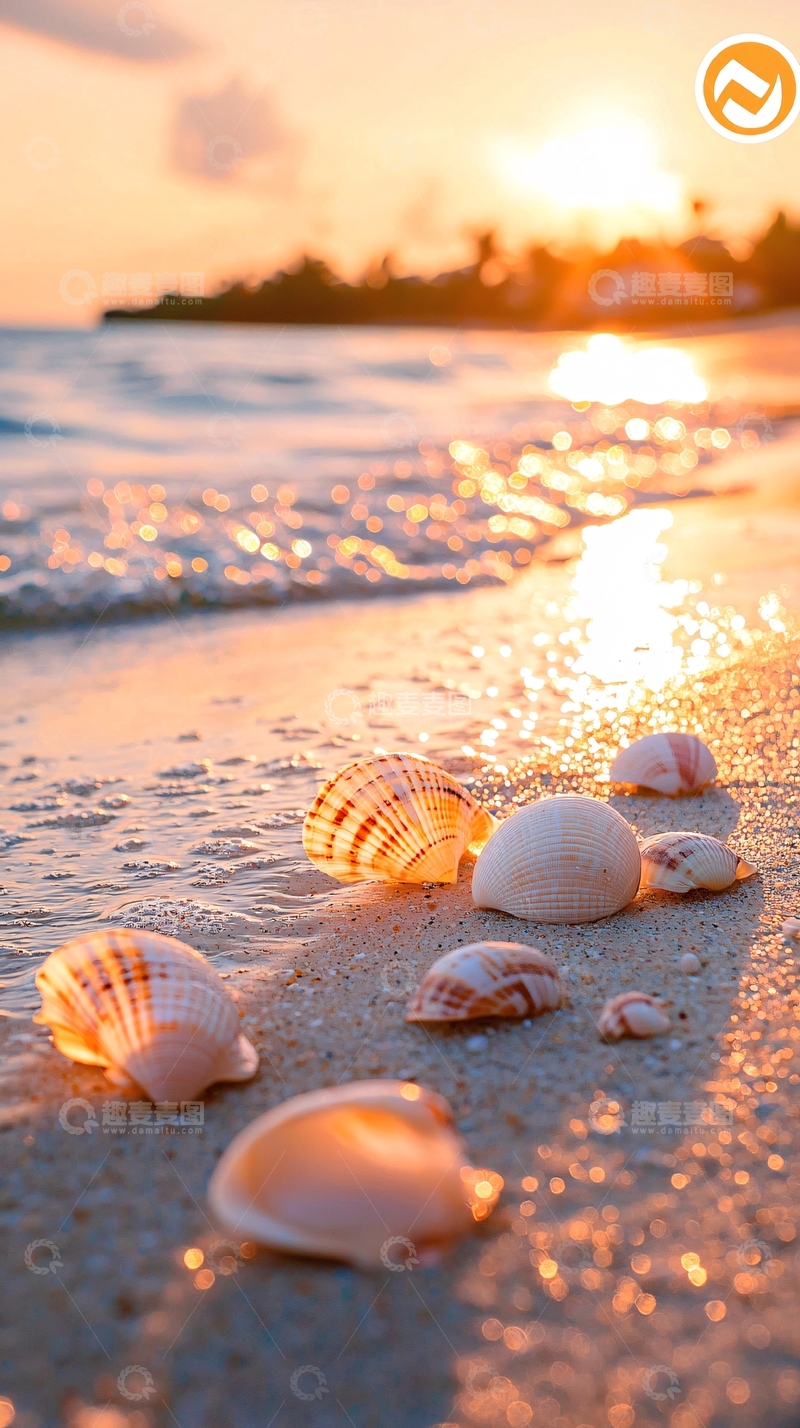 高清大图下载【趣麦麦图】夕阳海滩上的贝壳