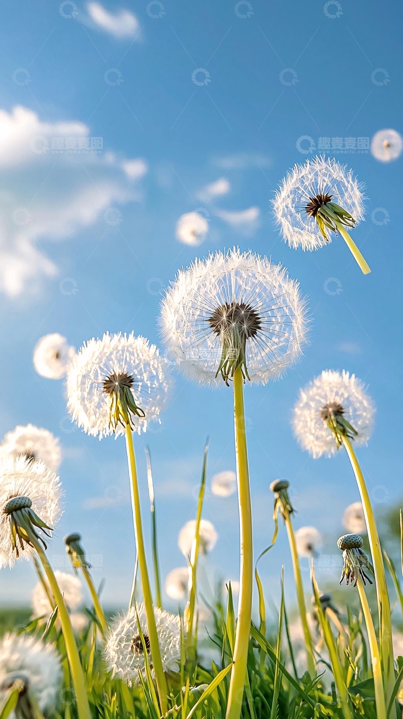高清大图下载【趣麦麦图】蓝天下的蒲公英