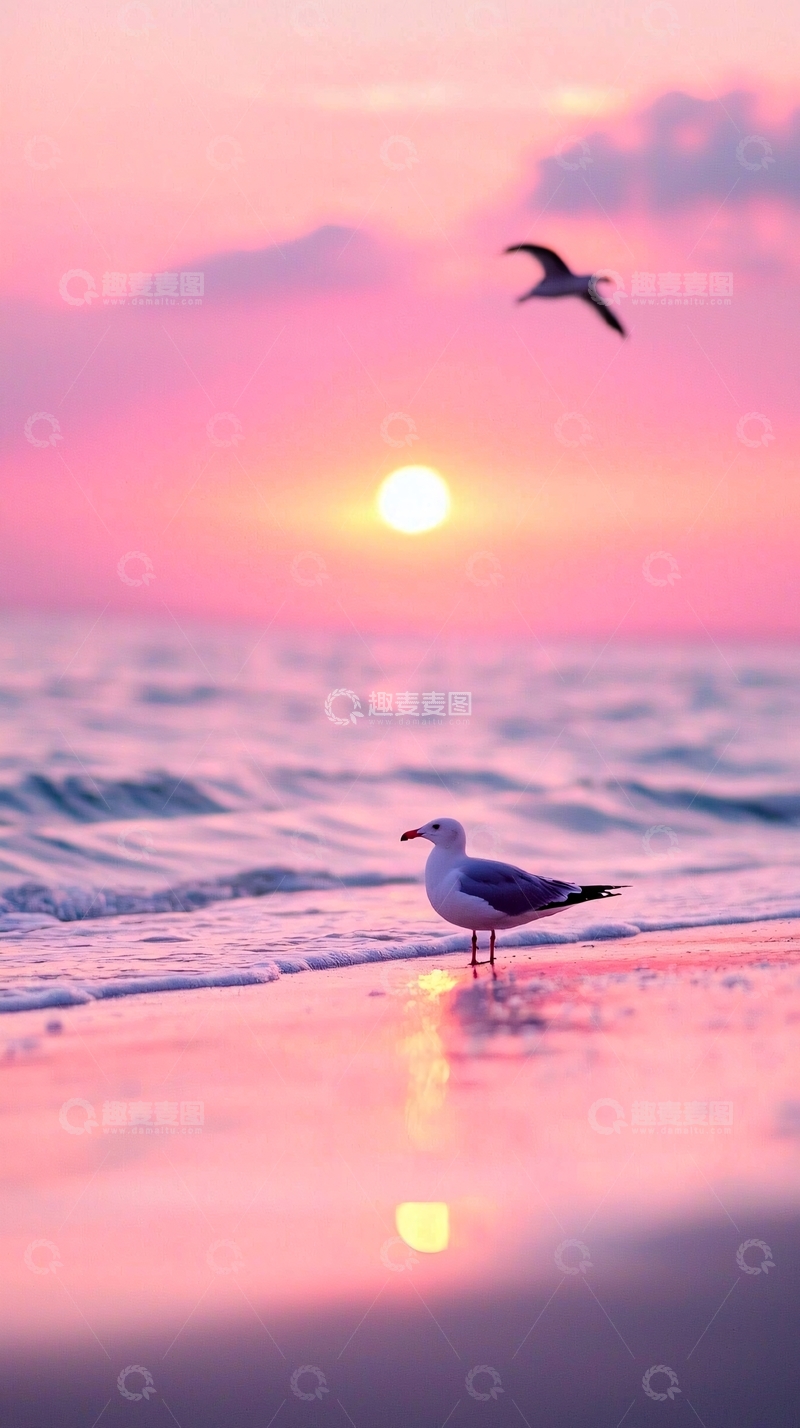 高清大图下载【趣麦麦图】日落海滩海鸥风景