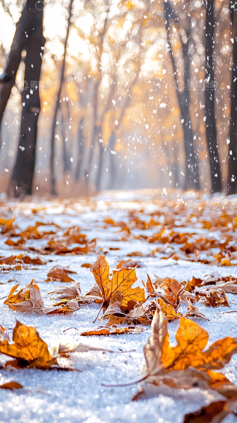 高清大图下载【趣麦麦图】初雪覆盖落叶的森林