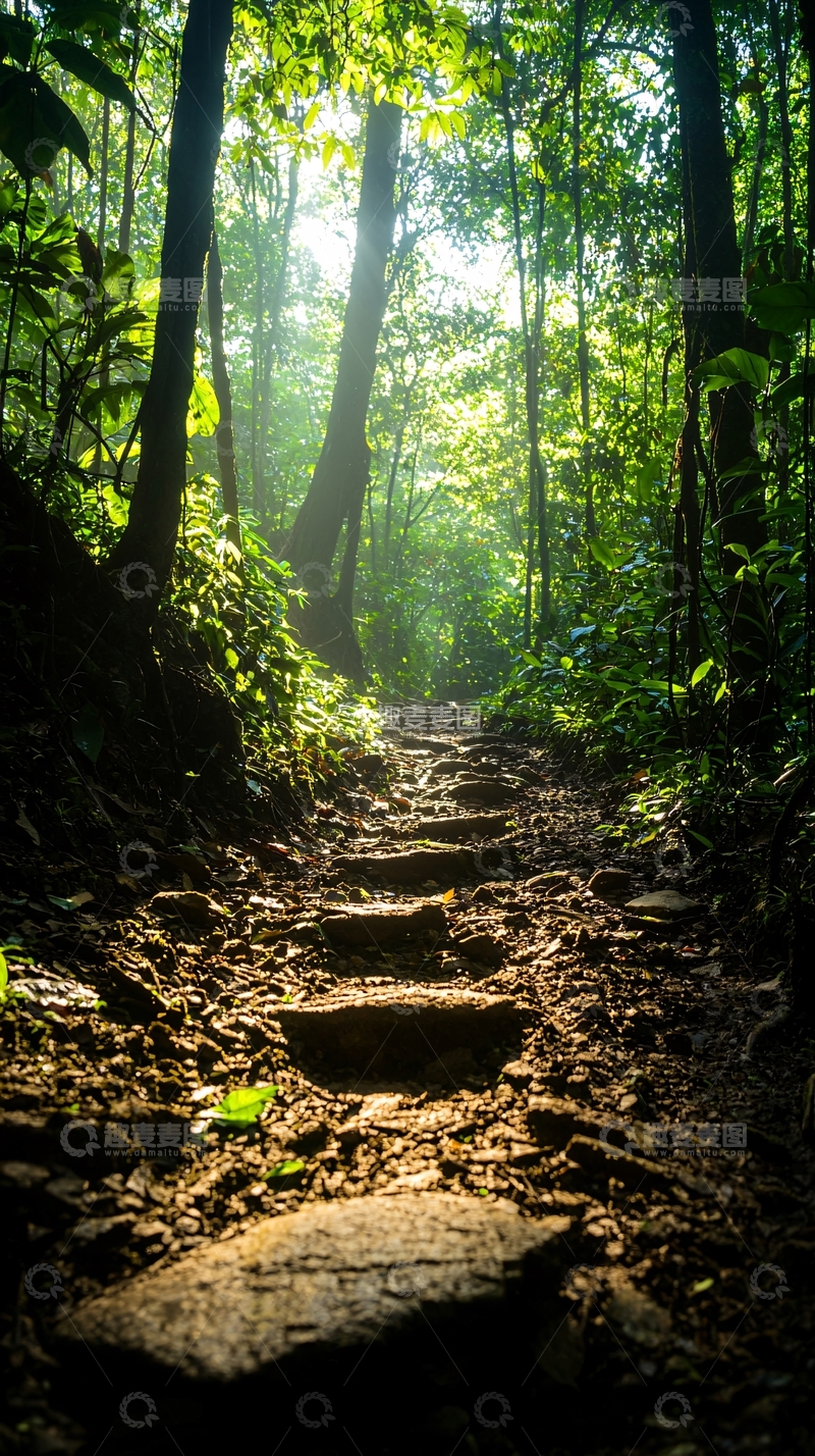 高清大图下载【趣麦麦图】森林小径阳光穿透