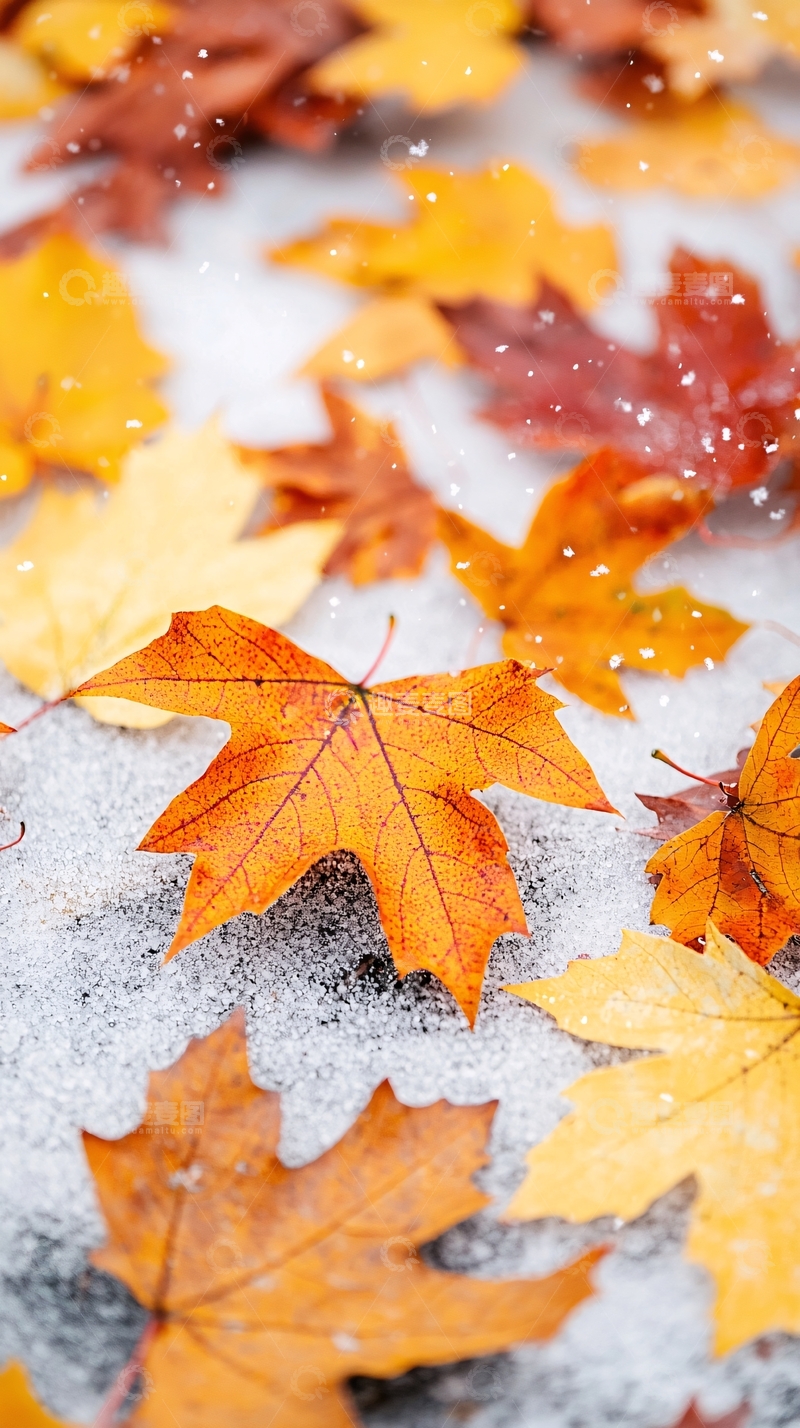 高清大图下载【趣麦麦图】秋叶雪地自然风景