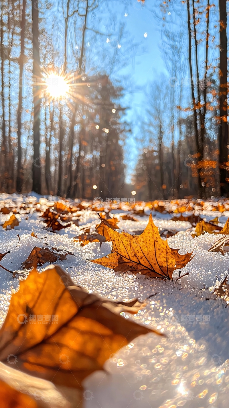 高清大图下载【趣麦麦图】冬日阳光下的落叶
