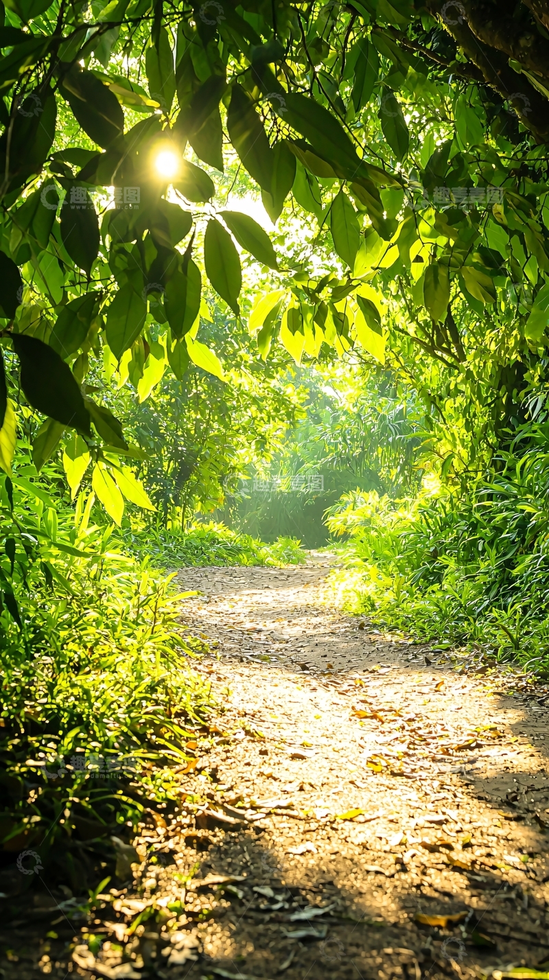 高清大图下载【趣麦麦图】阳光穿过树叶的小径