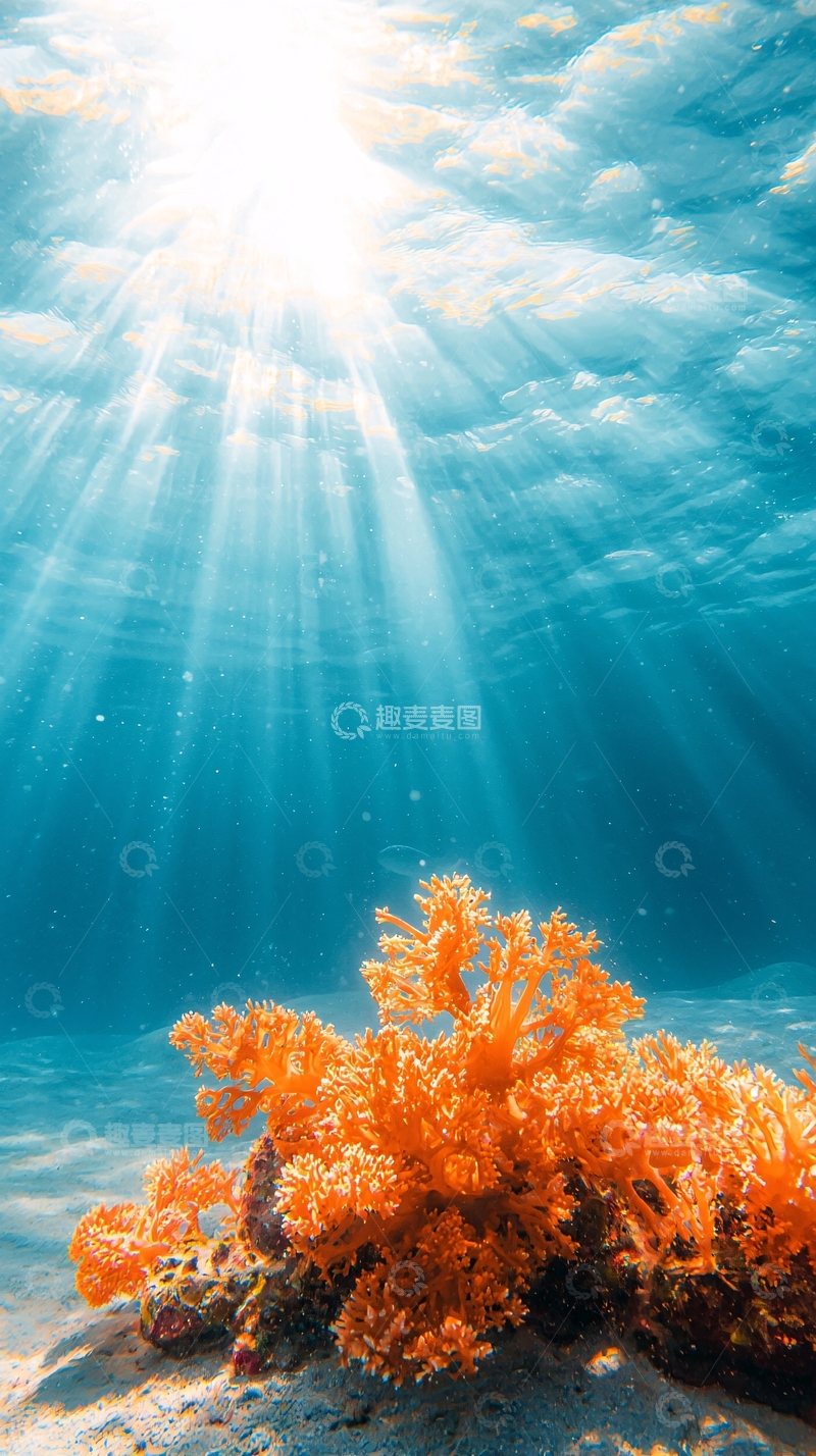 高清大图下载【趣麦麦图】海底珊瑚阳光照射