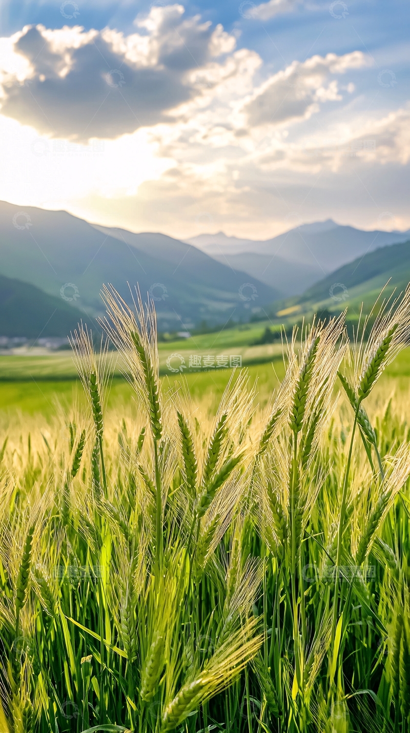 高清大图下载【趣麦麦图】麦田夕阳山景