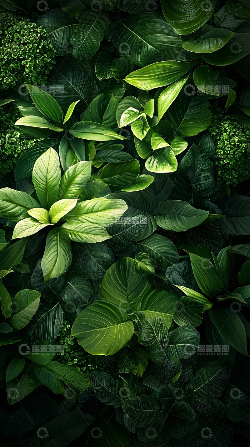 高清大图下载【趣麦麦图】热带雨林植物叶子纹理背景