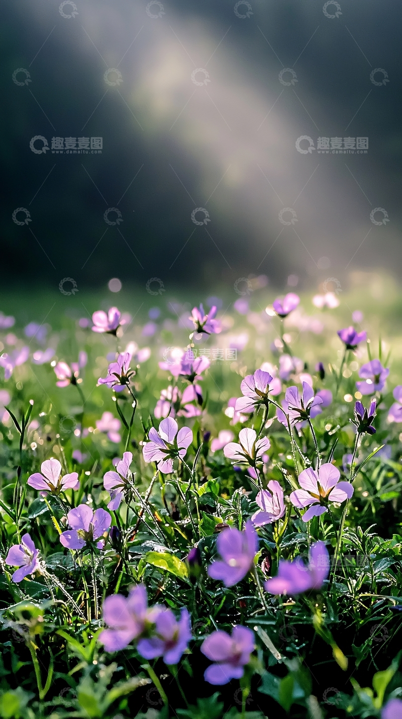 高清大图下载【趣麦麦图】紫色小花在阳光下的田野