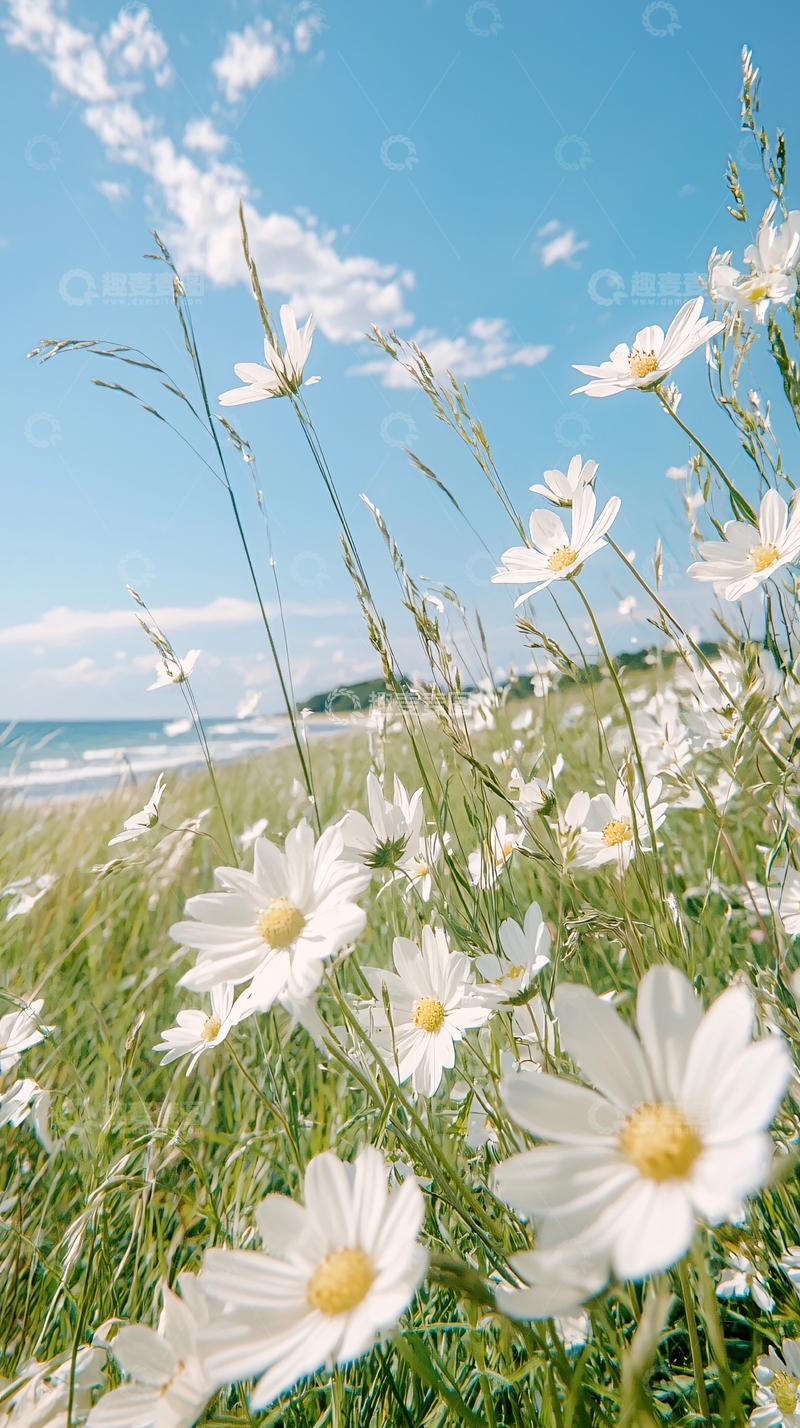 高清大图下载【趣麦麦图】夏日海滩上的雏菊