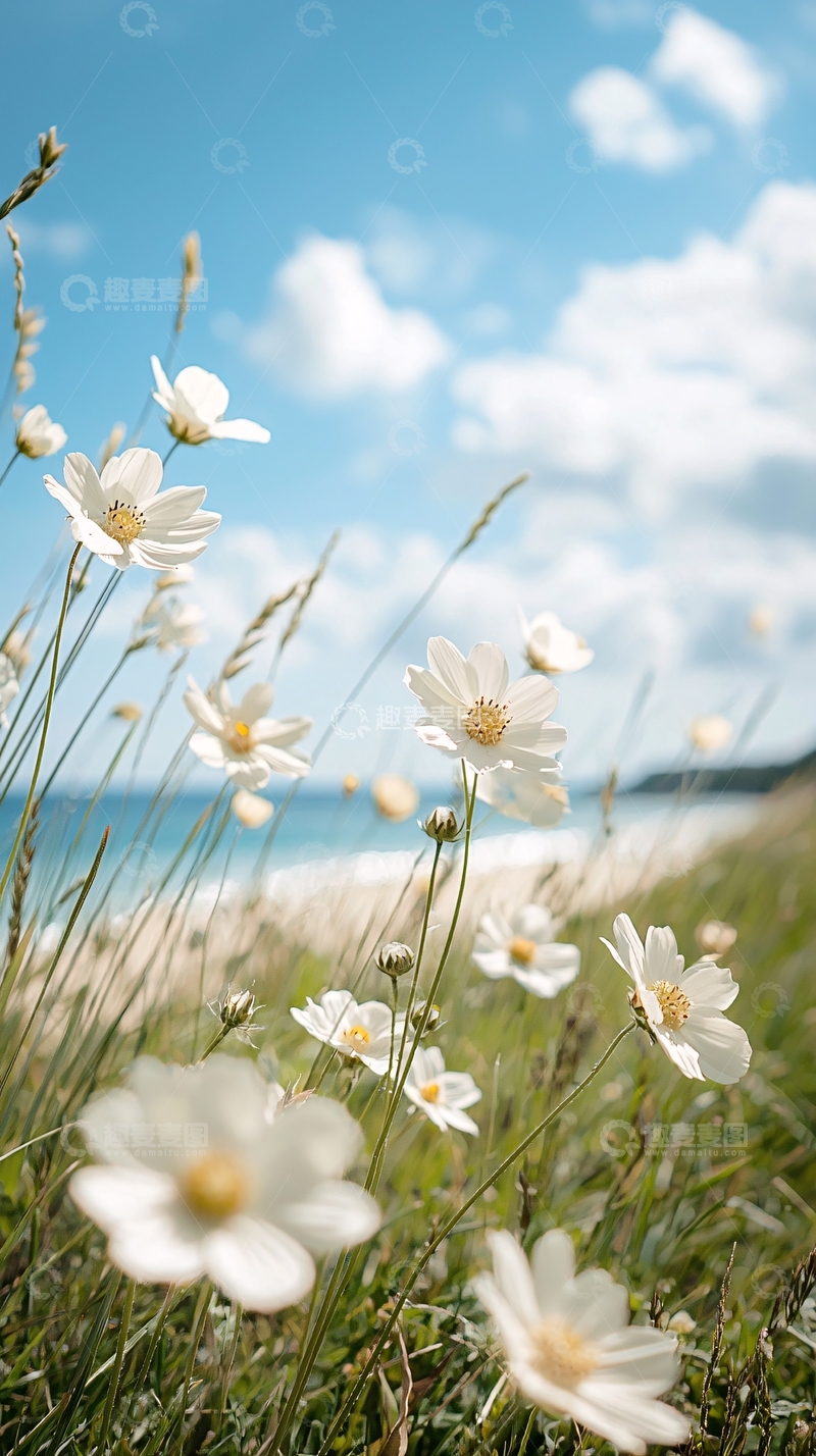 高清大图下载【趣麦麦图】海边白色花朵自然风景