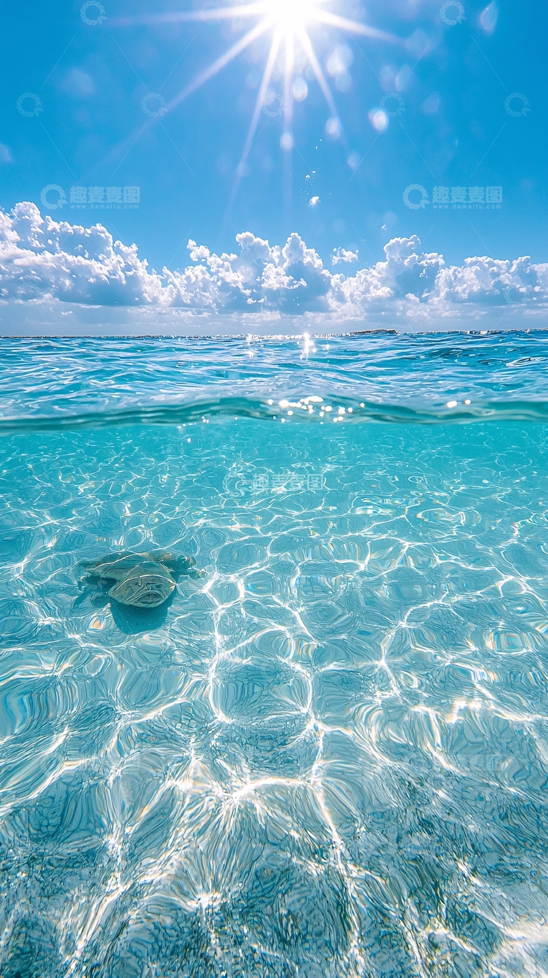 高清大图下载【趣麦麦图】清澈海面下的海龟