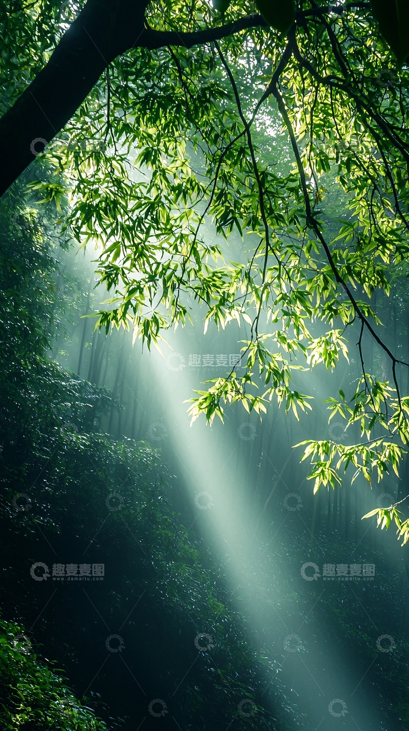 高清大图下载【趣麦麦图】森林中的阳光穿透树叶