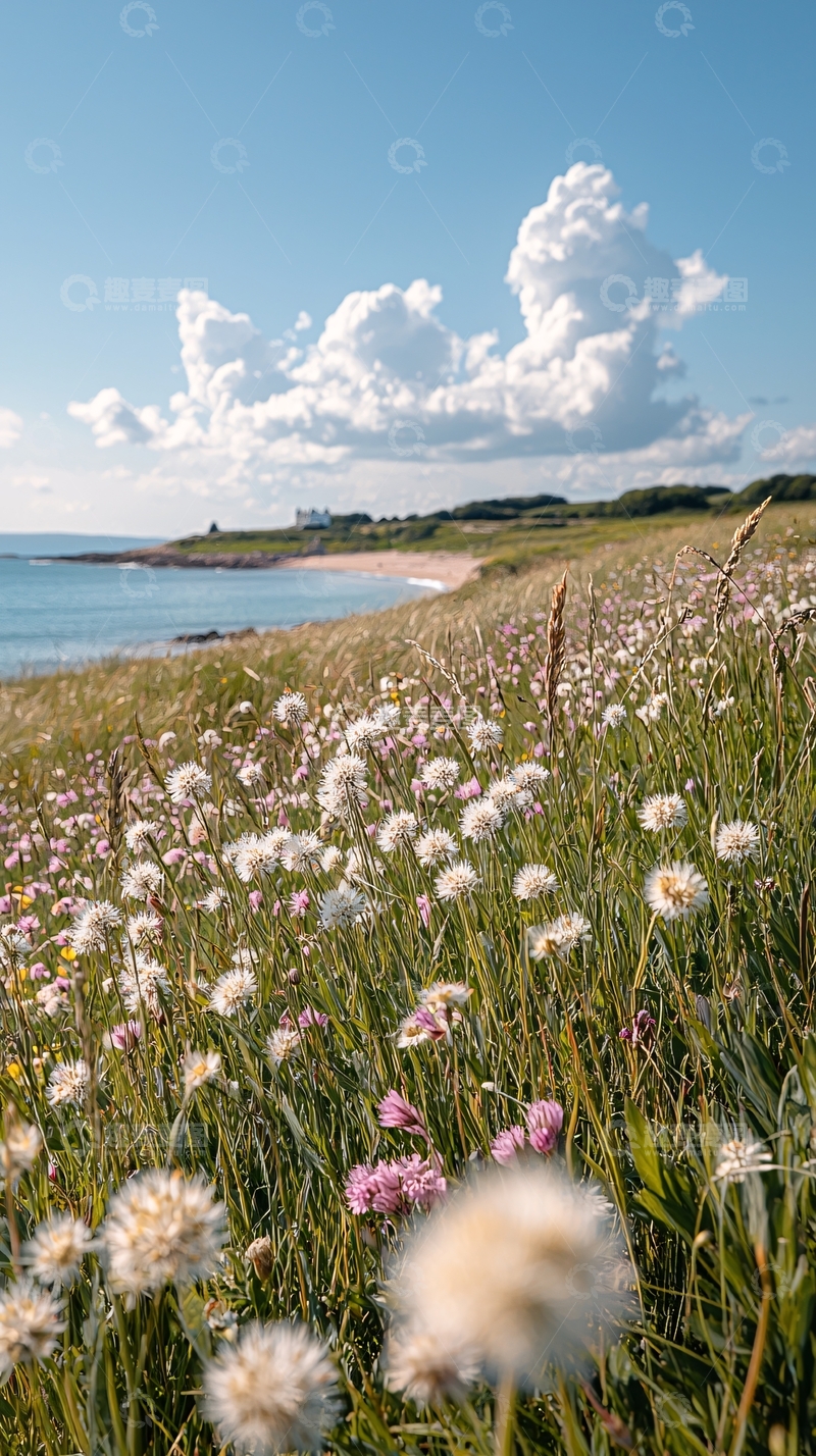 高清大图下载【趣麦麦图】海边野花盛开风景