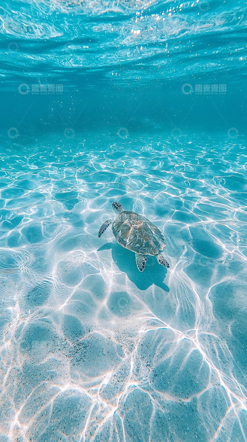 高清大图下载【趣麦麦图】海龟在清澈海底游动