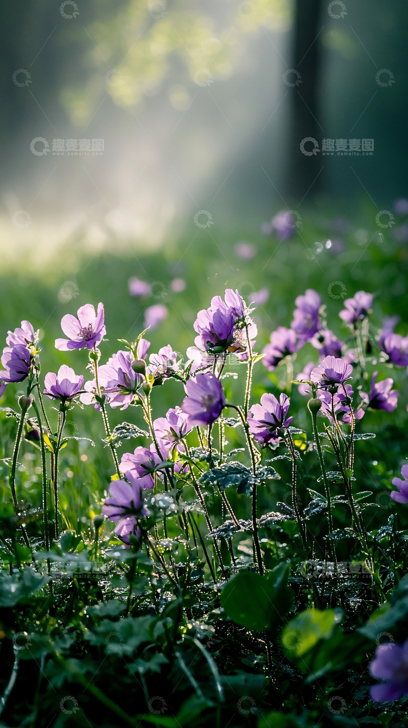 高清大图下载【趣麦麦图】晨雾中的紫色花朵
