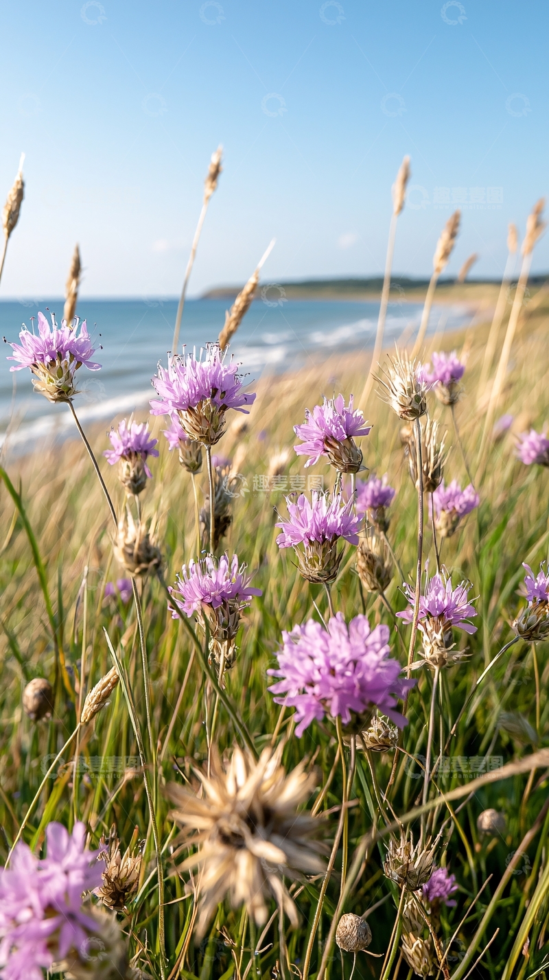 高清大图下载【趣麦麦图】海边野花自然风光
