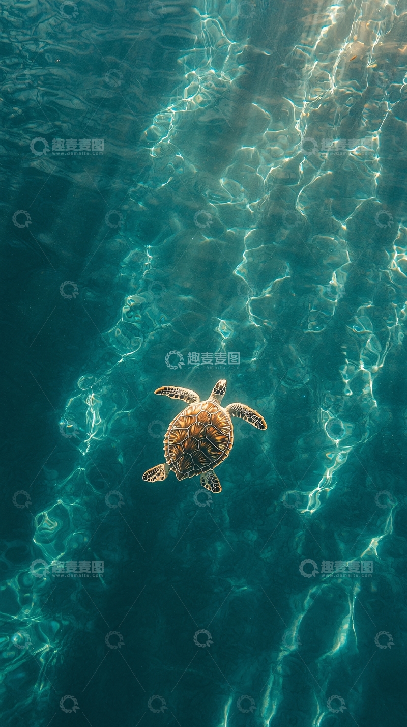 高清大图下载【趣麦麦图】海龟在清澈的水中游泳