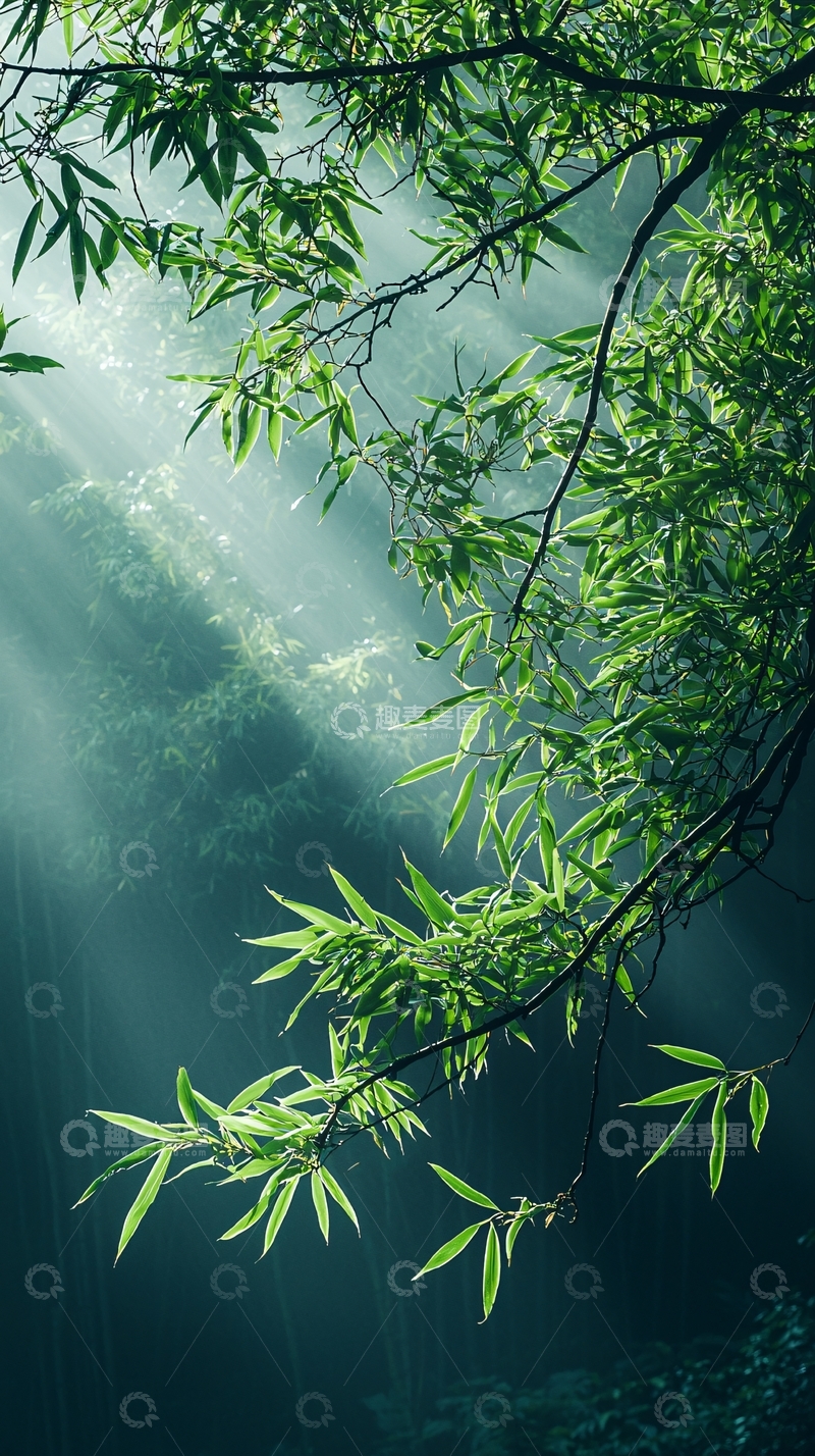高清大图下载【趣麦麦图】阳光穿透竹林
