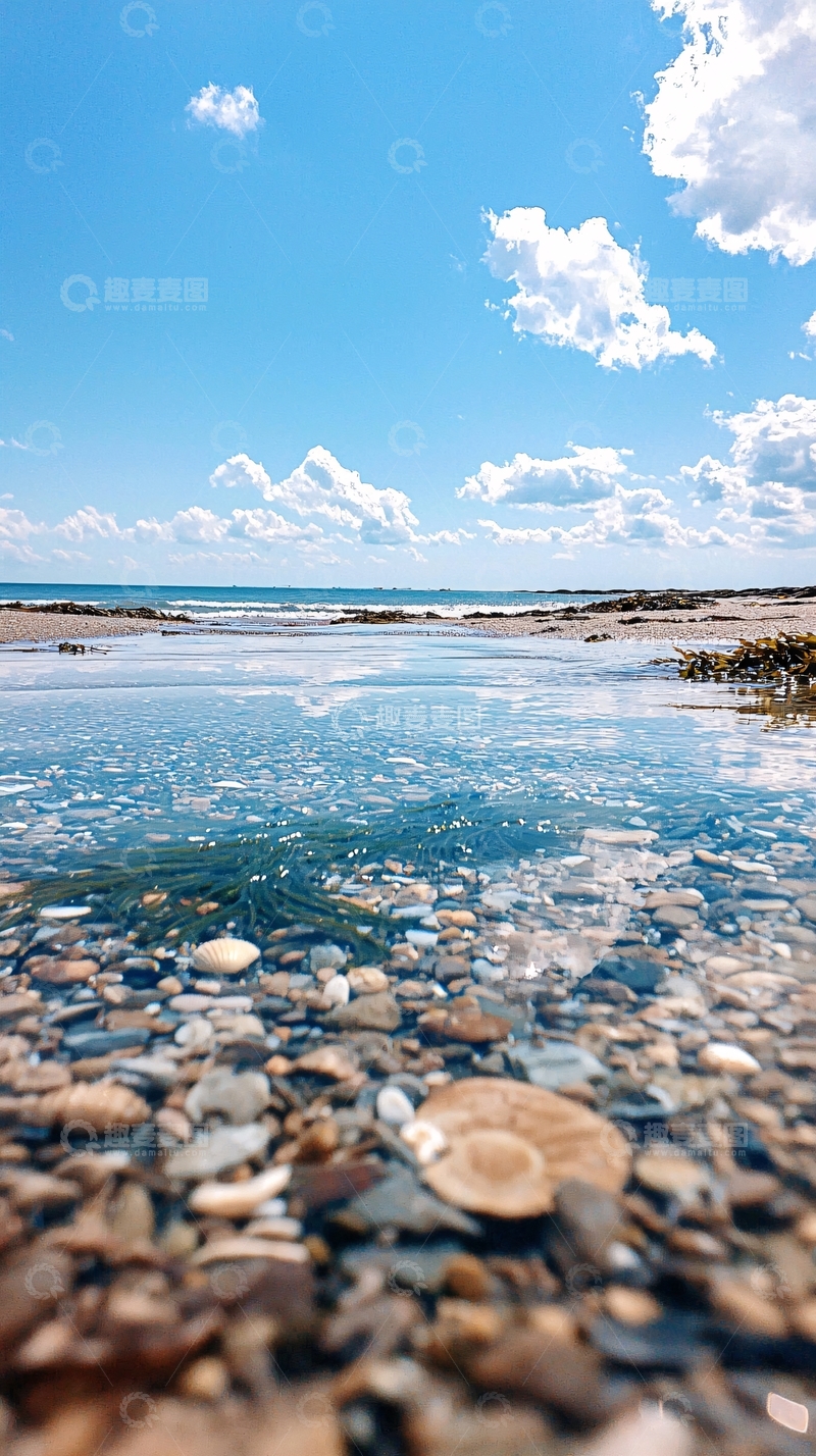 高清大图下载【趣麦麦图】海滩上的石子与海藻
