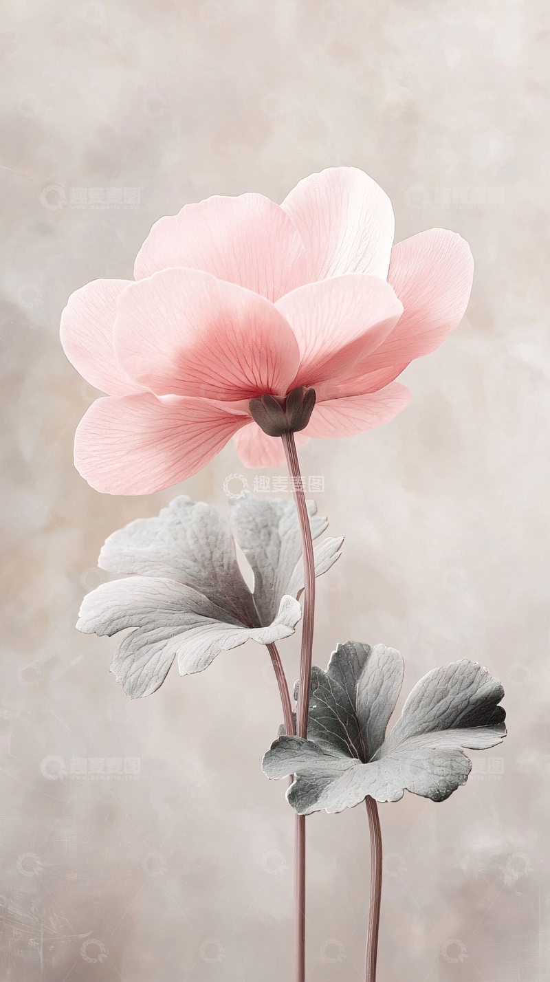 高清大图下载【趣麦麦图】粉红色花朵与灰色叶子的艺术插画