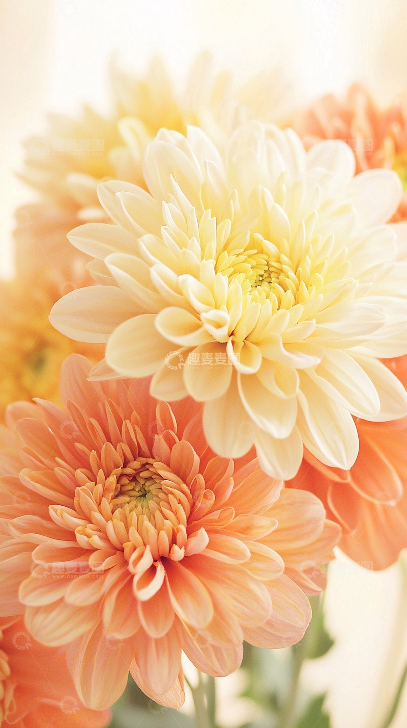 高清大图下载【趣麦麦图】温暖阳光下的菊花