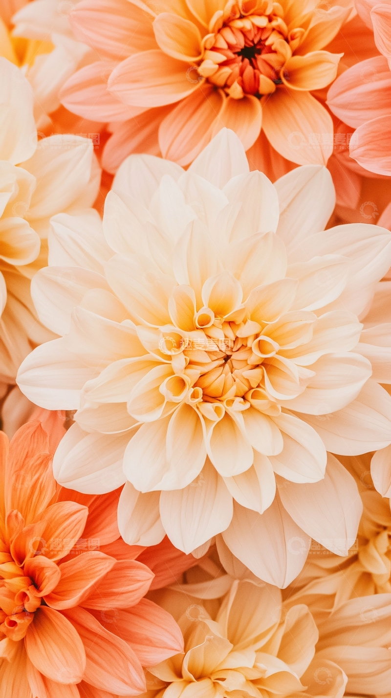 高清大图下载【趣麦麦图】橙色菊花背景素材