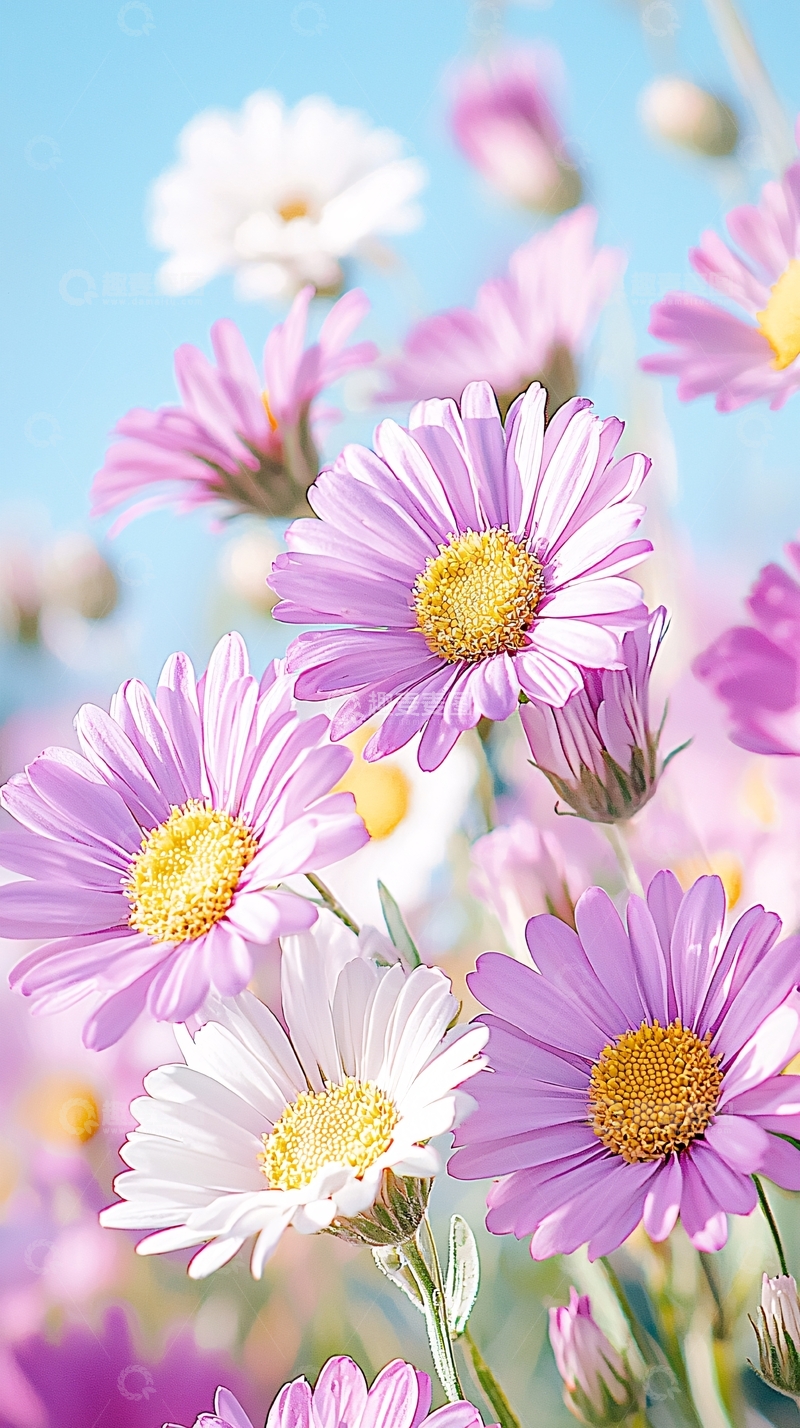 高清大图下载【趣麦麦图】紫色雏菊与蓝天背景
